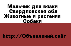 Мальчик для вязки - Свердловская обл. Животные и растения » Собаки   